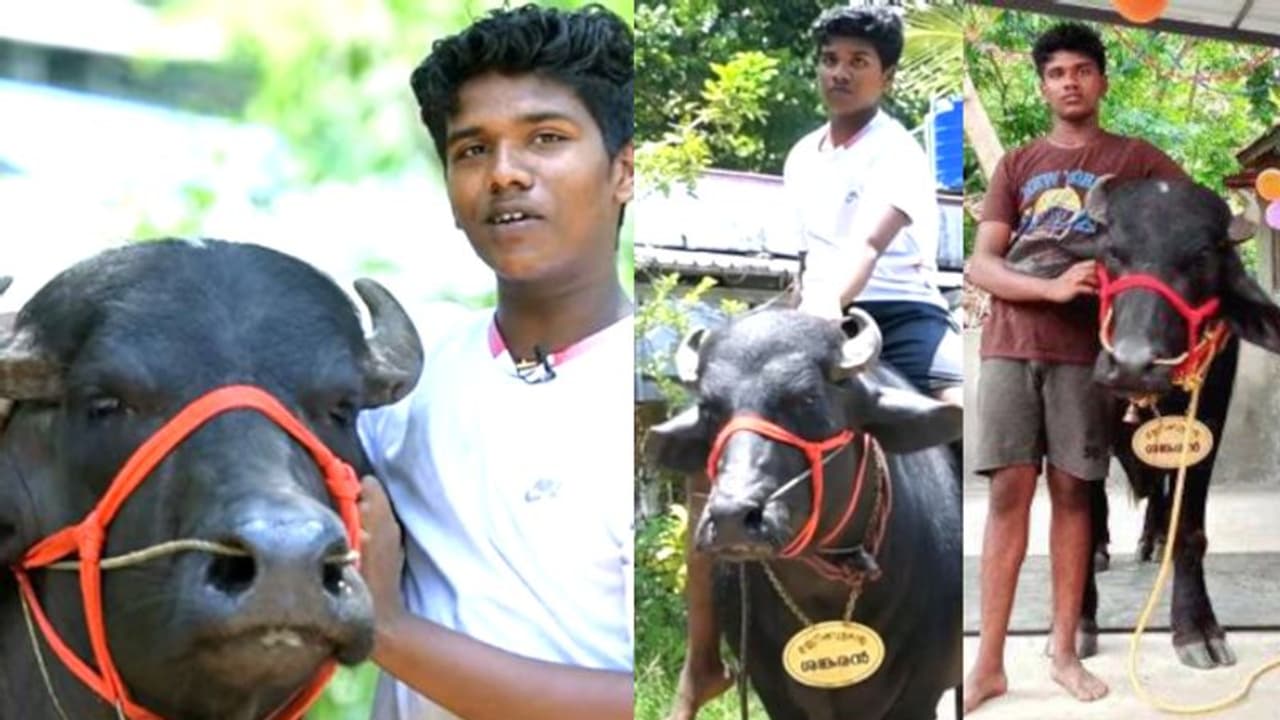 'ഉണ്ണിക്കുട്ടന്‍റെ പോത്ത് സ്നേഹം'; മോഹവില പറഞ്ഞു, കൊടുത്തില്ല, 67,000 രൂപയുടെ തൊഴുത്തൊരുക്കി പെൺകൂട്ടായ്മ'