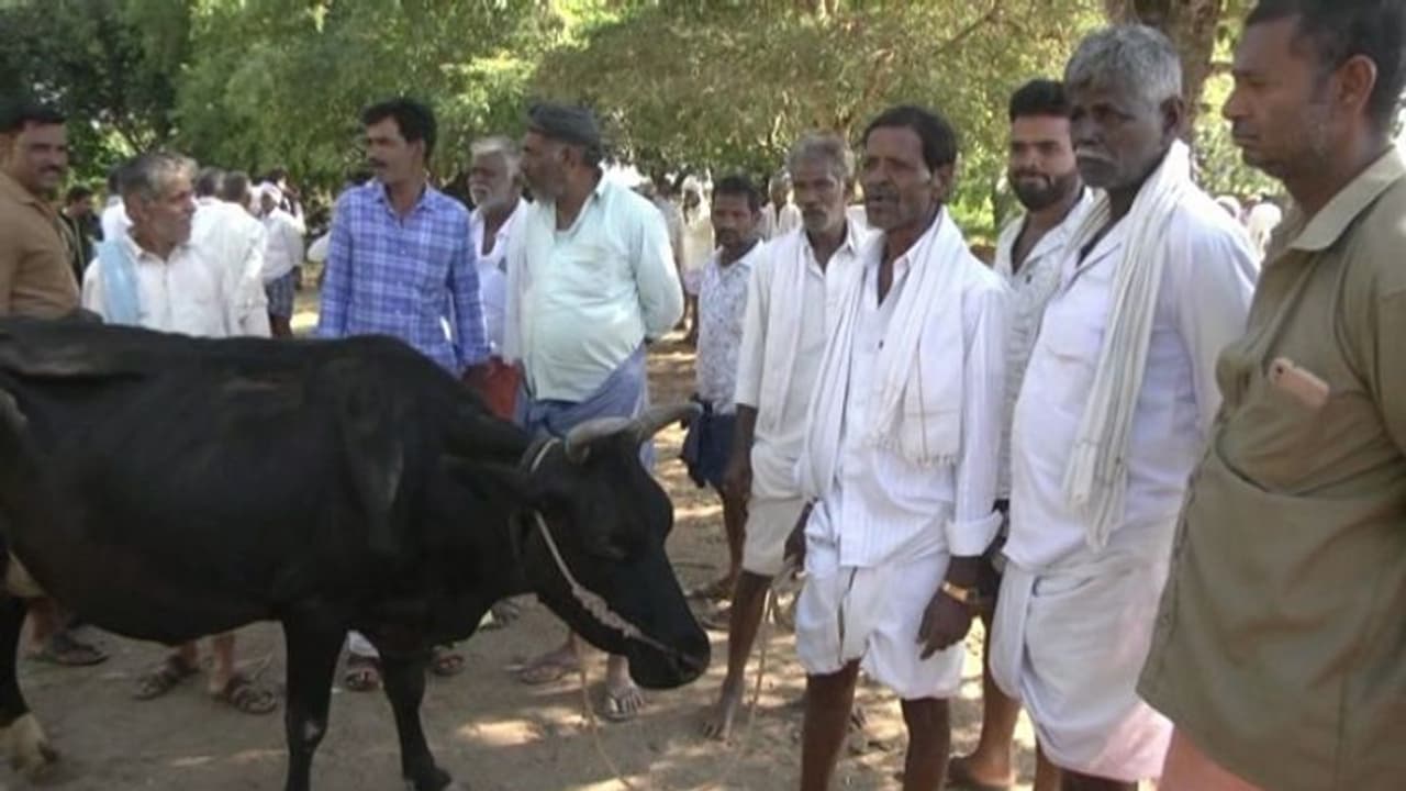 ಬರಗಾಲದ ಎಫೆಕ್ಟ್: ಜಾನುವಾರುಗಳಿಗೆ ಮೇವಿಲ್ಲದೆ ಅನ್ನದಾತ ಕಂಗಾಲು, ಬಂದಷ್ಟು ಹಣಕ್ಕೆ ಹಸುಗಳ ಮಾರಾಟ..!