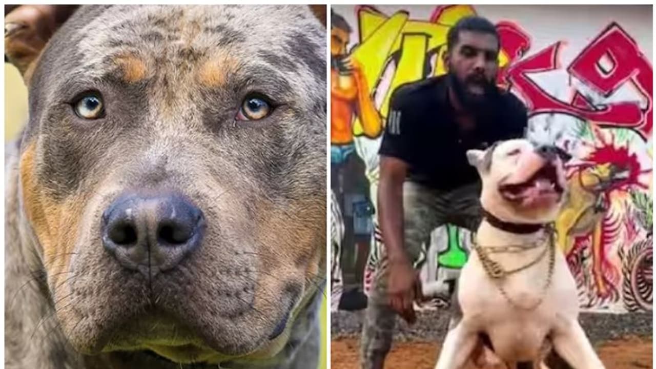 കാക്കി കണ്ടാല് കടിച്ചോ! കേരളത്തിലെ സംഭവം ചെറുത്, ഒരു മുരടനക്കം കൊണ്ട് പേടിപ്പിക്കുന്ന ഭീകരൻ നായകൾ, അതിക്രൂരൻ കാക്കി കണ്ടാല് കടിച്ചോ! കേരളത്തിലെ സംഭവം ചെറുത്, ഒരു മുരടനക്കം കൊണ്ട് പേടിപ്പിക്കുന്ന ഭീകരൻ നായകൾ, അതിക്രൂരൻ