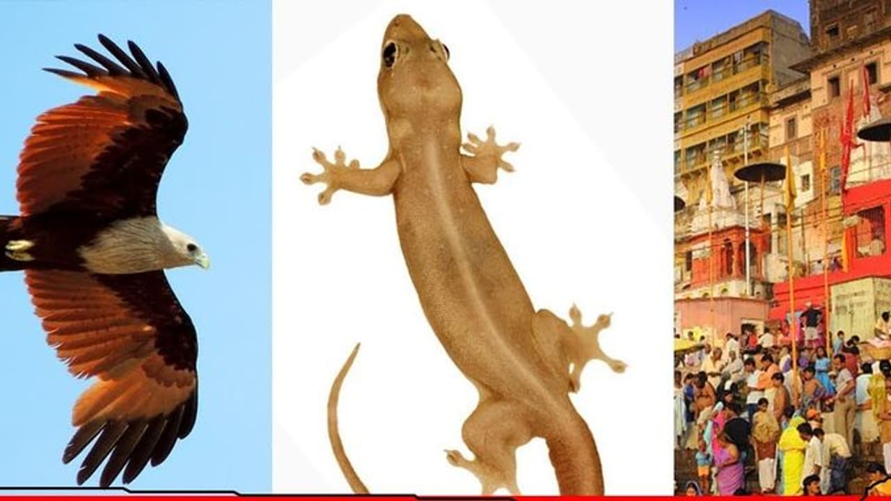 காசியில் மட்டும் கருடனையும், பல்லியையும் பார்க்கவே முடியாது.. ஏன் தெரியுமா? வியப்பூட்டும் தகவல்..