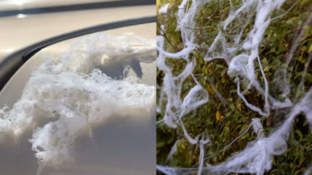 മഴ പോലെ നിലത്തേക്ക് വീണ് ചിലന്തികളും വലകളും, ദേശാടനത്തിന്റെ ഞെട്ടലില് നാട്ടുകാര് മഴ പോലെ നിലത്തേക്ക് വീണ് ചിലന്തികളും വലകളും, ദേശാടനത്തിന്റെ ഞെട്ടലില് നാട്ടുകാര്