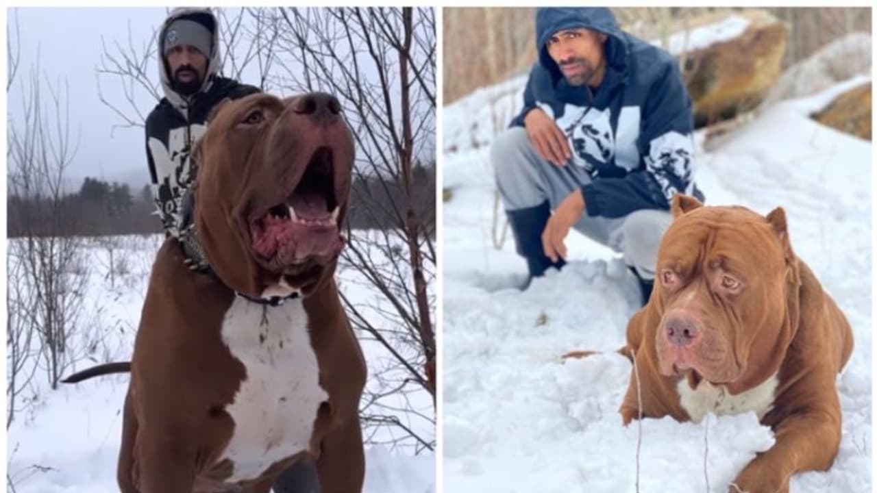 രണ്ട് കോടി വിലയുള്ള ലോകത്തിലെ ഏറ്റവും വലിയ പിറ്റ് ബുൾ നായയുടെ വിശേഷങ്ങള്‍ അറിയാമോ? 