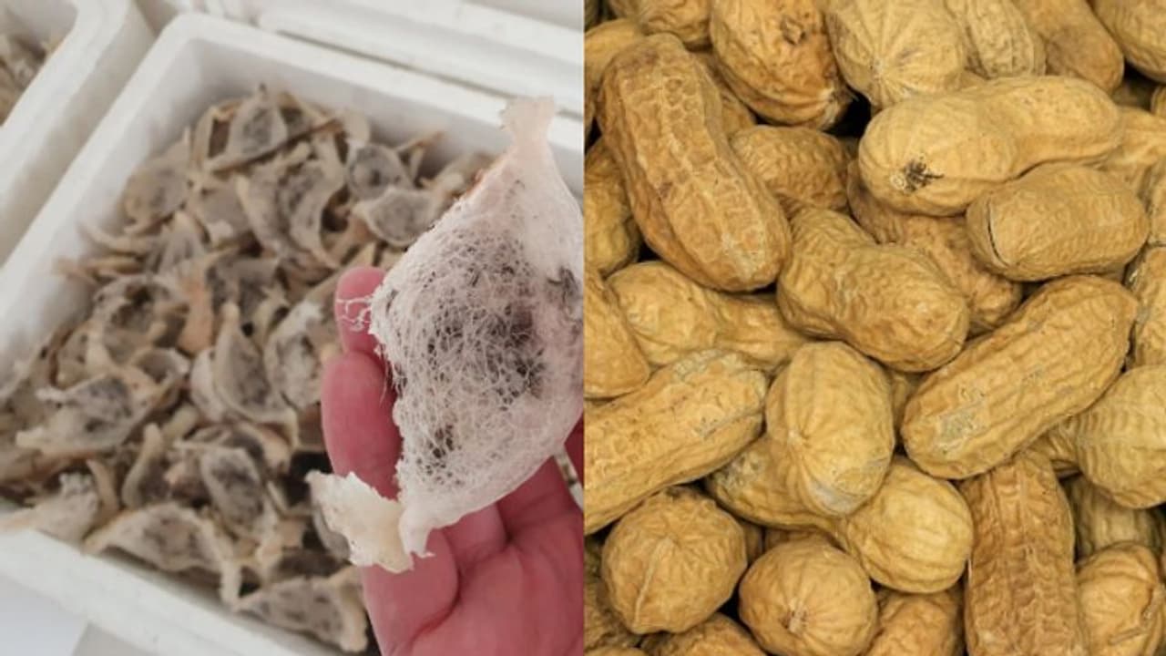 'തോട് കളയാത്ത കടല, കഴിക്കാന് പറ്റുന്ന പക്ഷിക്കൂട്', അമേരിക്ക വരെ എത്തിച്ചു പക്ഷേ കസ്റ്റംസ് പിടികൂടി 'തോട് കളയാത്ത കടല, കഴിക്കാന് പറ്റുന്ന പക്ഷിക്കൂട്', അമേരിക്ക വരെ എത്തിച്ചു പക്ഷേ കസ്റ്റംസ് പിടികൂടി