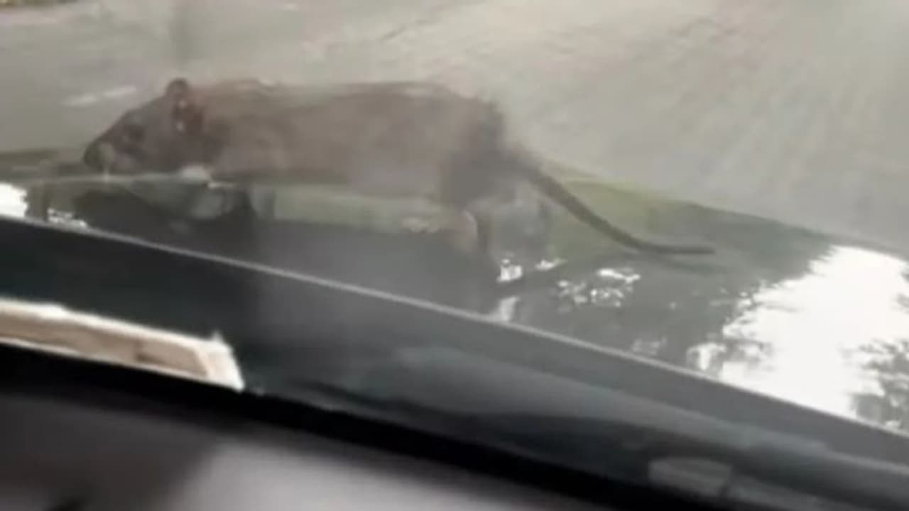 കാറിന്റെ മുകളില് കയറി ഫ്രീ റൈഡ് പോകാൻ എലി; രസകരമായ വീഡിയോ... കാറിന്റെ മുകളില് കയറി ഫ്രീ റൈഡ് പോകാൻ എലി; രസകരമായ വീഡിയോ...