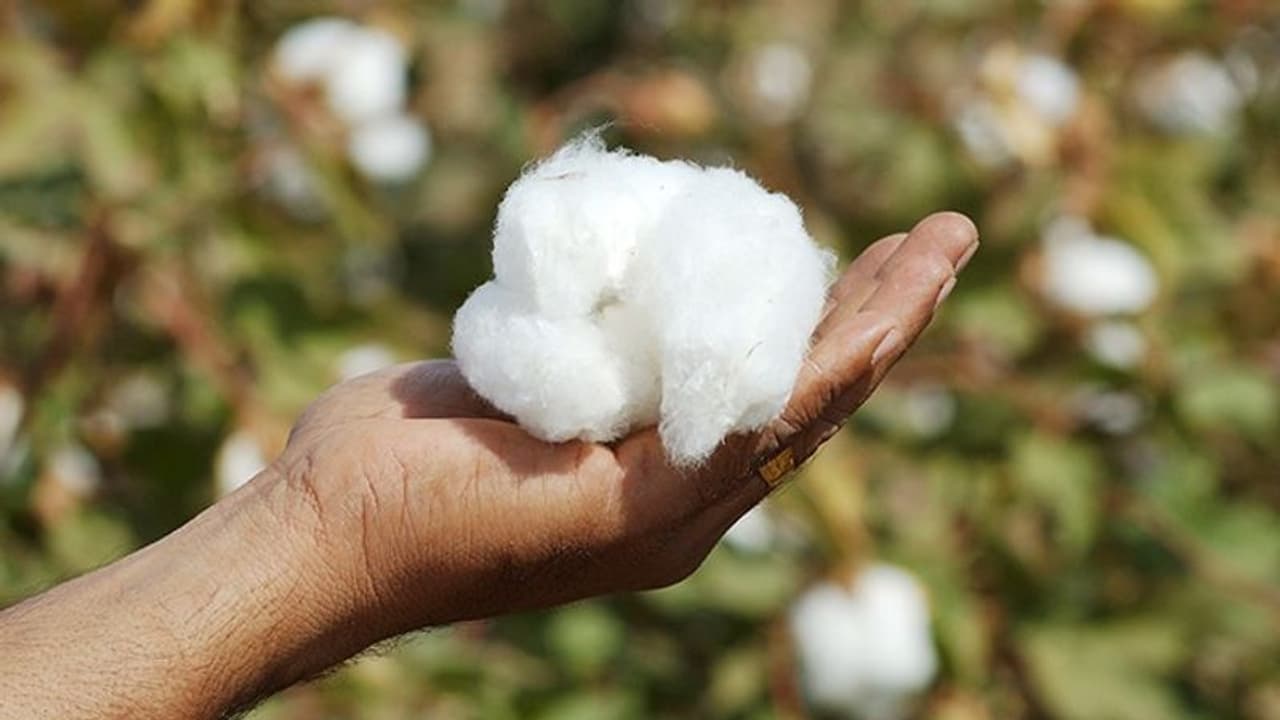 World Cotton Day 2023: How cotton helps in creating comfortable homes World Cotton Day 2023: How cotton helps in creating comfortable homes