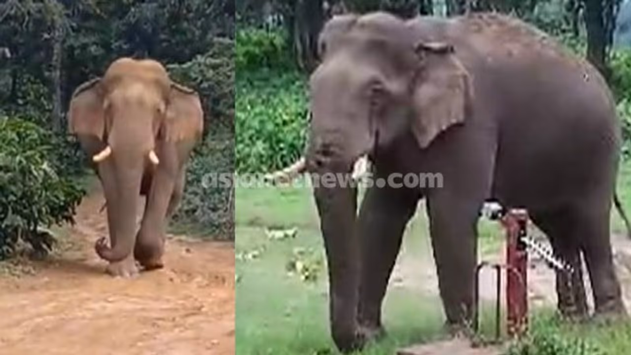 നല്ലവനായ ഉണ്ണി: ചില്ലിക്കൊമ്പൻ ജനവാസ മേഖലയിൽ, നാട്ടുകാർക്കും സഞ്ചാരികൾക്കും പ്രിയങ്കരൻ! നല്ലവനായ ഉണ്ണി: ചില്ലിക്കൊമ്പൻ ജനവാസ മേഖലയിൽ, നാട്ടുകാർക്കും സഞ്ചാരികൾക്കും പ്രിയങ്കരൻ!