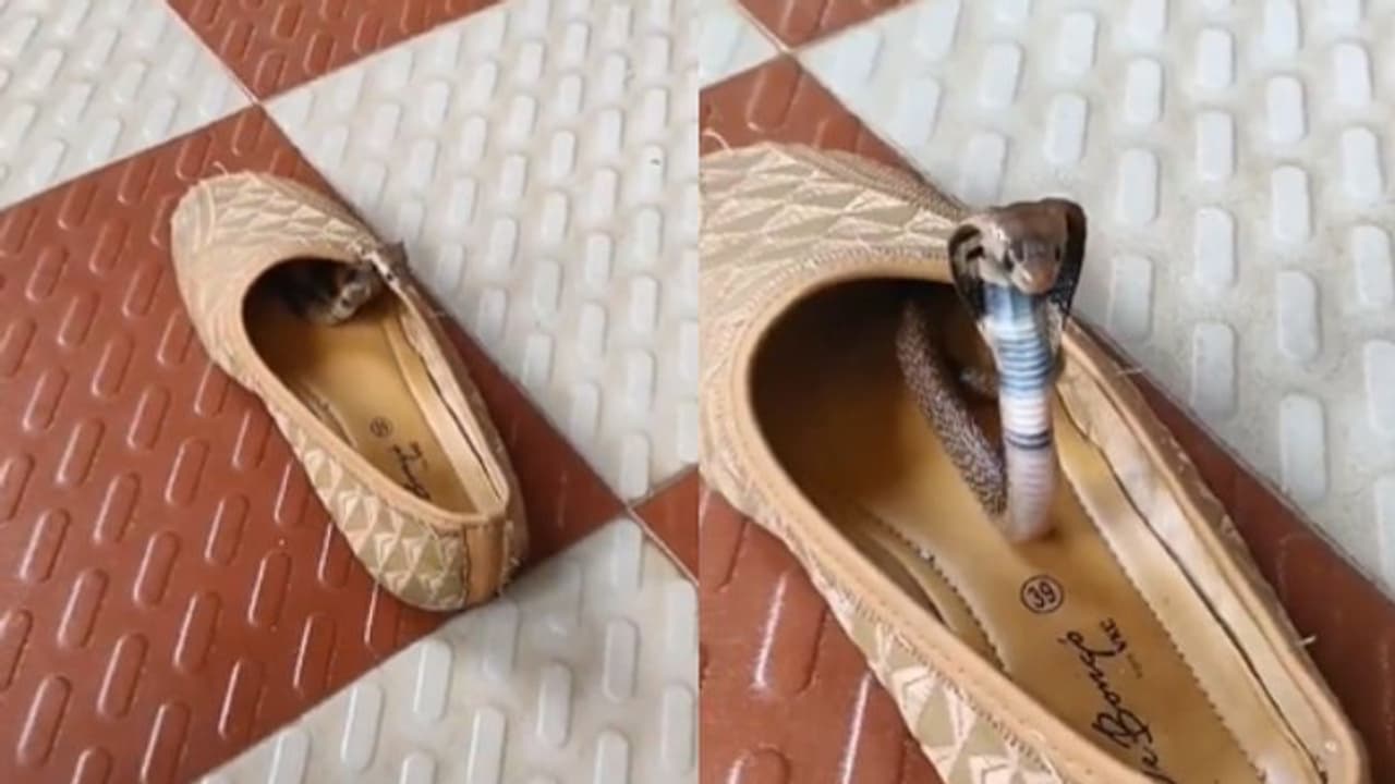 ഷൂവിനകത്ത് നിന്ന് പത്തി വിടര്ത്തി പുറത്തിറങ്ങി മൂര്ഖൻ; വീഡിയോ... ഷൂവിനകത്ത് നിന്ന് പത്തി വിടര്ത്തി പുറത്തിറങ്ങി മൂര്ഖൻ; വീഡിയോ...