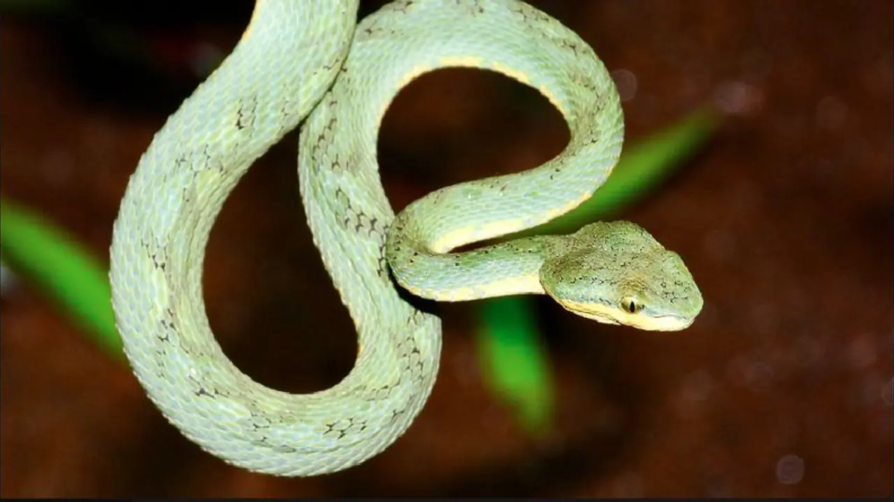 Rare and beautiful serpent ‘Bamboo Pit Viper’ discovered in Karnataka's Chikkamagaluru Rare and beautiful serpent ‘Bamboo Pit Viper’ discovered in Karnataka's Chikkamagaluru
