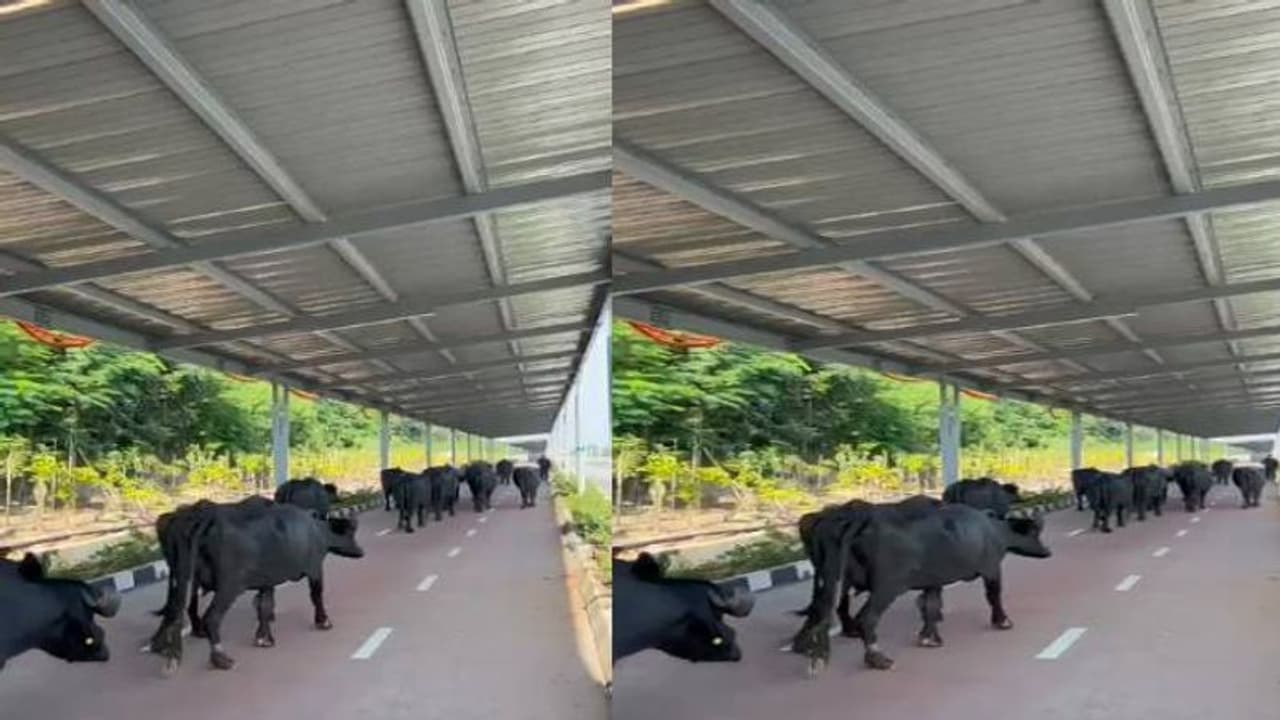 రూ.100 కోట్లతో ఓఆర్ఆర్‌పై సైక్లింగ్ ట్రాక్ .. కేటీఆర్‌తో ఓపెనింగ్ , కట్ చేస్తే బర్రెల ఫ్యాషన్ షో (వీడియో)