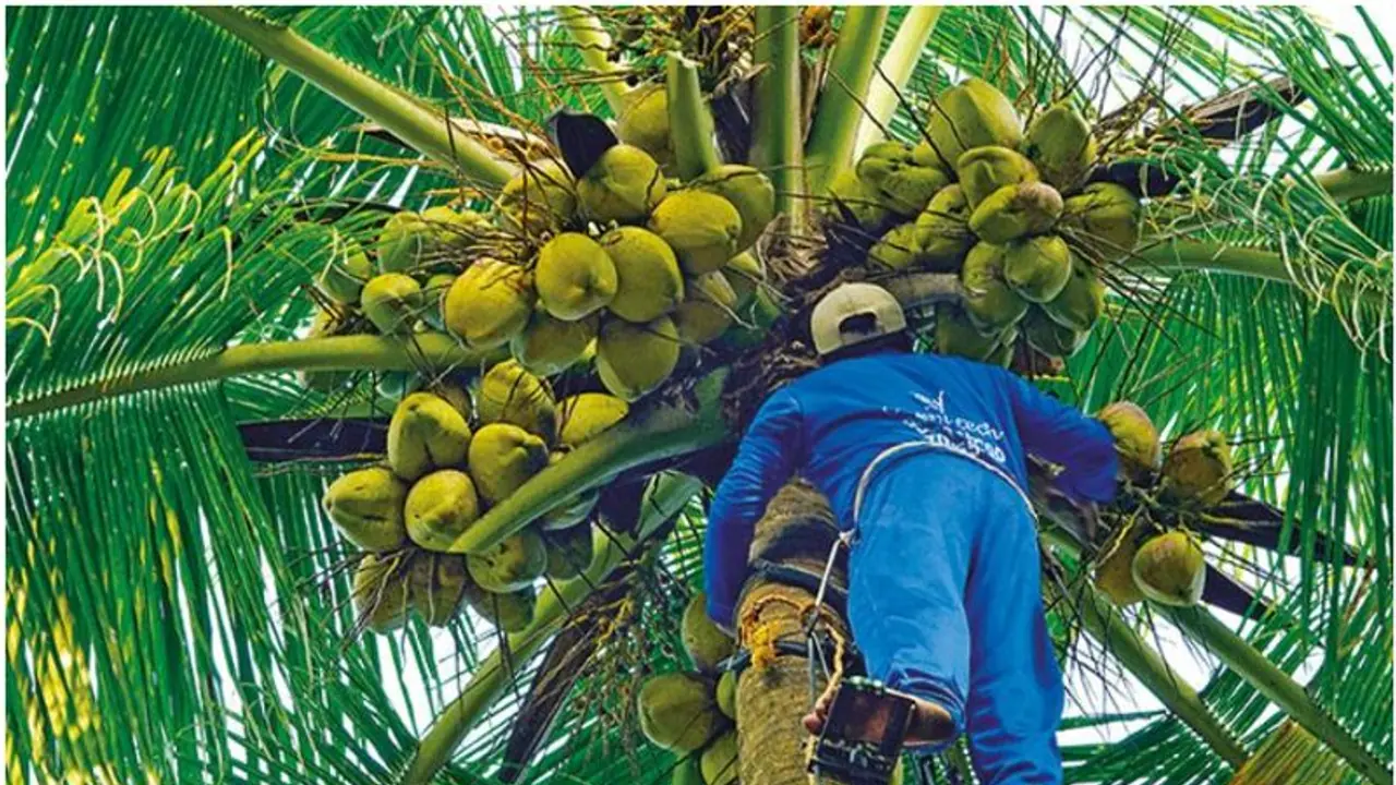 തേങ്ങയിടാൻ ആളെ കിട്ടുന്നില്ലെങ്കിൽ ഇനി കോൾ സെന്ററിൽ വിളിക്കാം, പഞ്ചായത്ത് അടിസ്ഥാനത്തിൽ 'ചങ്ങാതിമാരെത്തും'