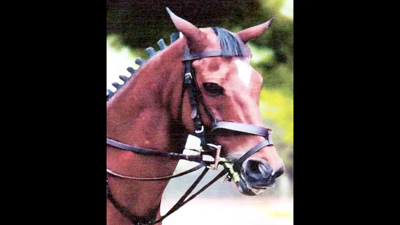  13 ದಸರೆಯಲ್ಲಿ ಭಾಗಿಯಾಗಿದ್ದ ಸಾಂಗಿನಿ ಅಶ್ವ ಸಾವು