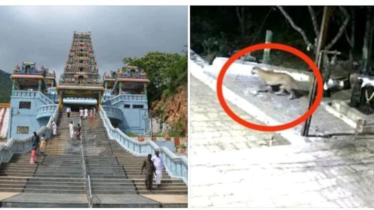 திருப்பதி மலைப்பாதையை போல் மருதமலை கோயிலில் சுற்றித்திரியும் சிறுத்தை வெளியான வீடியோவால் பக்தர்கள் அதிர்ச்சி திருப்பதி மலைப்பாதையை போல் மருதமலை கோயிலில் சுற்றித்திரியும் சிறுத்தை வெளியான வீடியோவால் பக்தர்கள் அதிர்ச்சி