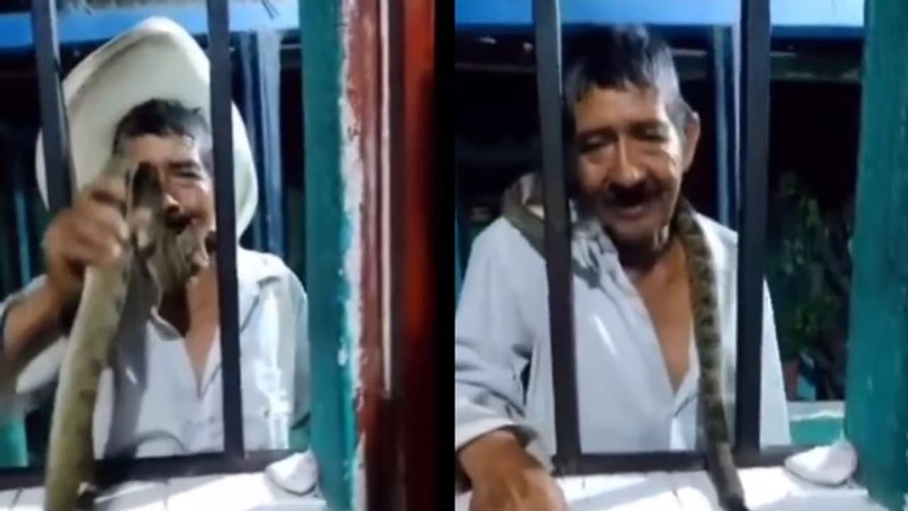 വായിലേക്ക് പാമ്പിനെ കടത്തുന്ന മനുഷ്യൻ; വീഡിയോയ്ക്ക് താഴെയുള്ള കമന്റ്സ് നോക്കൂ... വായിലേക്ക് പാമ്പിനെ കടത്തുന്ന മനുഷ്യൻ; വീഡിയോയ്ക്ക് താഴെയുള്ള കമന്റ്സ് നോക്കൂ...