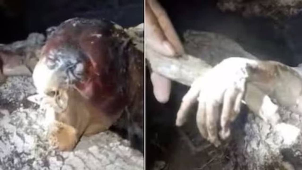 പുരാണത്തിൽ മാത്രമല്ല; രക്തം കുടിക്കുന്ന ആ അപൂർവജീവിയെ കൊലപ്പെടുത്തിയെന്ന് വേട്ടക്കാരുടെ സംഘം, വൈറലായി വീഡിയോ പുരാണത്തിൽ മാത്രമല്ല; രക്തം കുടിക്കുന്ന ആ അപൂർവജീവിയെ കൊലപ്പെടുത്തിയെന്ന് വേട്ടക്കാരുടെ സംഘം, വൈറലായി വീഡിയോ