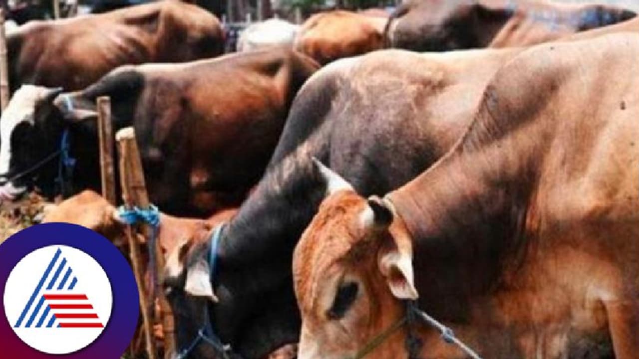 ಗೋಮಾಂಸ ಮಾರಾಟ ಮಾಡಲು ಯತ್ನ; ಪೊಲೀಸರನ್ನು ಕಂಡು ಸ್ಕೂಟರ್ ಬಿಟ್ಟು ಪರಾರಿಯಾದ ದುಷ್ಕರ್ಮಿ ಗೋಮಾಂಸ ಮಾರಾಟ ಮಾಡಲು ಯತ್ನ; ಪೊಲೀಸರನ್ನು ಕಂಡು ಸ್ಕೂಟರ್ ಬಿಟ್ಟು ಪರಾರಿಯಾದ ದುಷ್ಕರ್ಮಿ