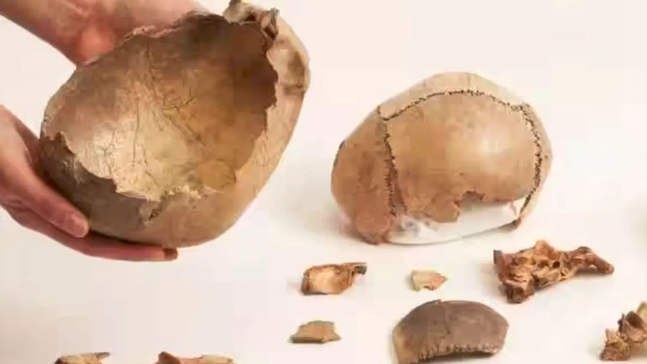 ಅಯ್ಯೋ ದೇವ್ರೆ... ಸತ್ತವರ ಶವ ಹೂಳೋ ಬದ್ಲು ತಿನ್ತಿದ್ರಾ ಯುರೋಪಿಯನ್ನರು?