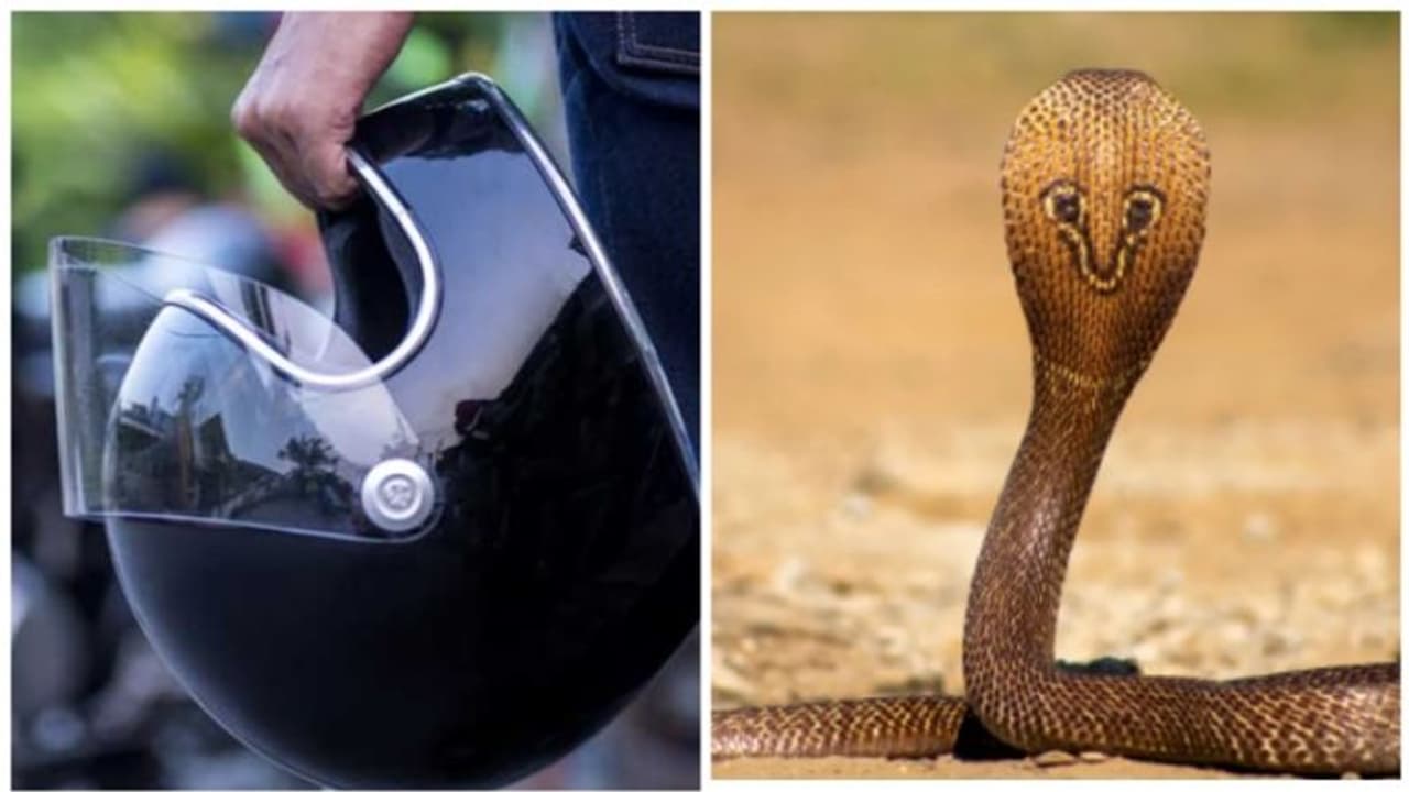 ഹെൽമെറ്റിടും മുമ്പ് നന്നായി പരിശോധിക്കുക, ചിലപ്പോള്‍ അതിലൊരു മൂർഖൻ പാമ്പ് ഒളിച്ചിട്ടുണ്ടാകാം!