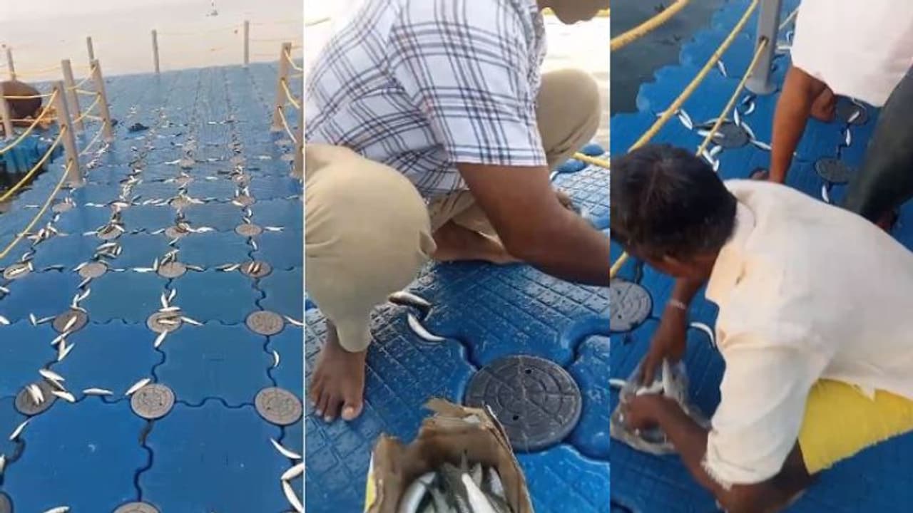 ഫ്ളോട്ടിങ് ബ്രിഡ്ജിൽ പെടയ്ക്കണ മത്തി, വാരിക്കൂട്ടി സഞ്ചാരികള്‍, ചാവക്കാട്ടെ ഫ്ളോട്ടിങ് ബ്രിഡ്ജിൽ വീണ്ടും ചാകര