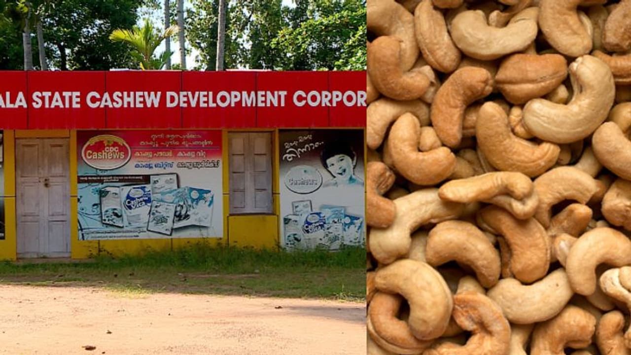 ഇറക്കുമതി കശുവണ്ടിയെ തള്ളി ജനം, മാർക്കറ്റ് പിടിച്ച് കശുവണ്ടി വികസന കോ‍ർപ്പറേഷൻ, ഓണക്കാലത്ത് വൻ നേട്ടം