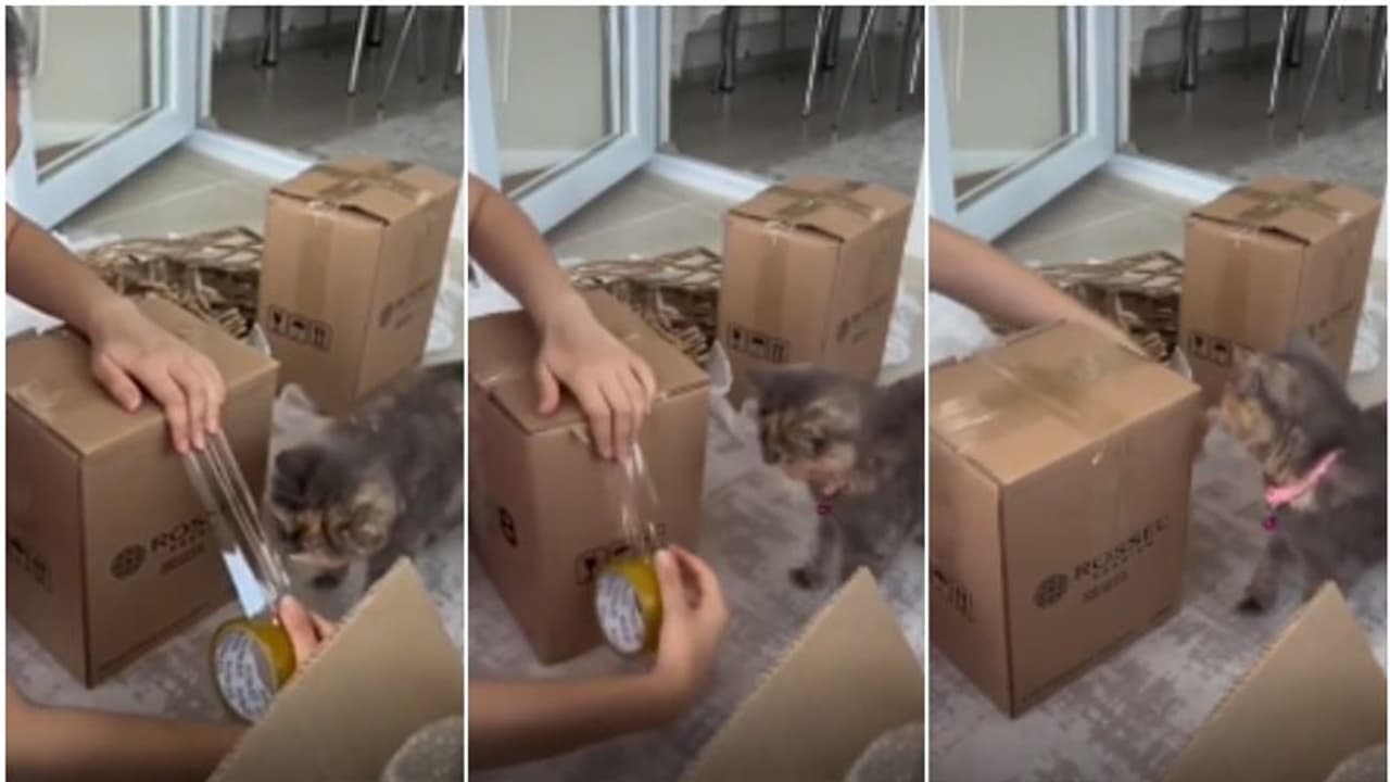 'ഞാനും കൂടെ സഹായിക്കാമെന്നേ'; വളര്ത്തുപൂച്ചയുടെ വീഡിയോ കയ്യടി നേടുന്നു 'ഞാനും കൂടെ സഹായിക്കാമെന്നേ'; വളര്ത്തുപൂച്ചയുടെ വീഡിയോ കയ്യടി നേടുന്നു