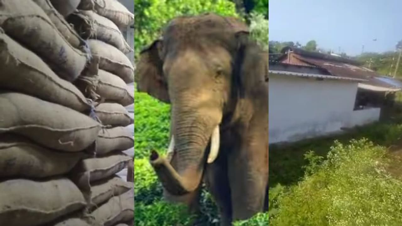 അരിക്കൊമ്പന്‍റെ 'കലിപ്പ്', അന്നം മുടക്കി റേഷൻ കട ആക്രമിച്ചത് 11 തവണ, ഒടുവിൽ കാട് കയറ്റി, പുതിയ റേഷൻ കട റെഡി