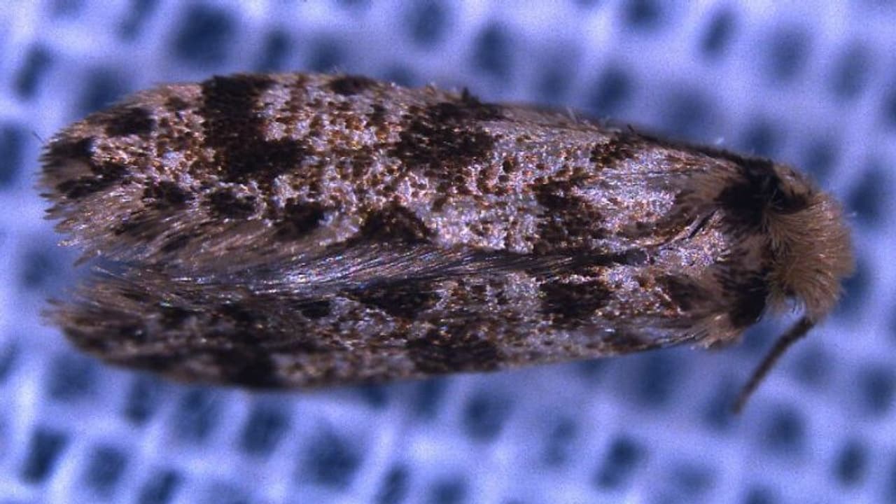 ശരീരത്തിനു ചുറ്റും കൂട്, സൈക്കിഡേ കുടുംബത്തിലെ പുതിയ നിശാശലഭം ഇതാ...