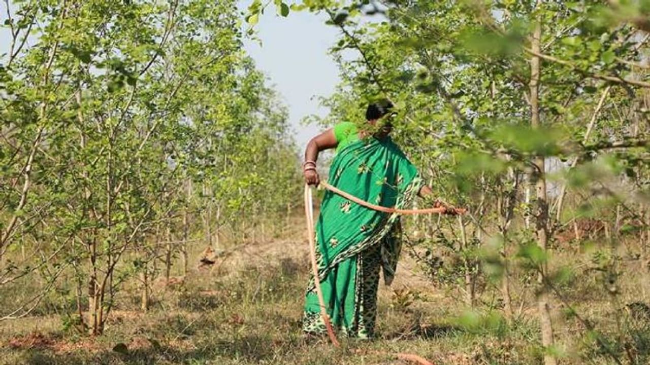 ഒഡീഷയിലെ ഈ വനത്തിന് പേര് ഒരു കൂലിപ്പണിക്കാരിയുടേതാണ്, കാരണമറിഞ്ഞാൽ ആരും പറയും ഇത് അർഹിക്കുന്ന അം​ഗീകാരം