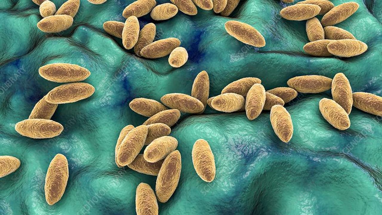 തിരുവനന്തപുരത്ത് രണ്ട് പേരെ ബാധിച്ച ബ്രൂസെല്ലോസിസ് രോ​ഗം എന്താണ് ? ലക്ഷണങ്ങൾ എന്തൊക്കെ?