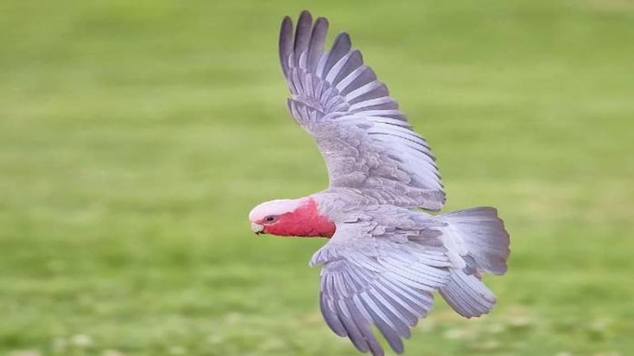 1.3 ലക്ഷം കൊടുത്ത് ഓസ്ട്രേലിയയിൽ നിന്നും ഇറക്കുമതി ചെയ്ത പക്ഷി പറന്നുപോയി, 24 മണിക്കൂറിനുള്ളില്‍ സംഭവിച്ചത്...