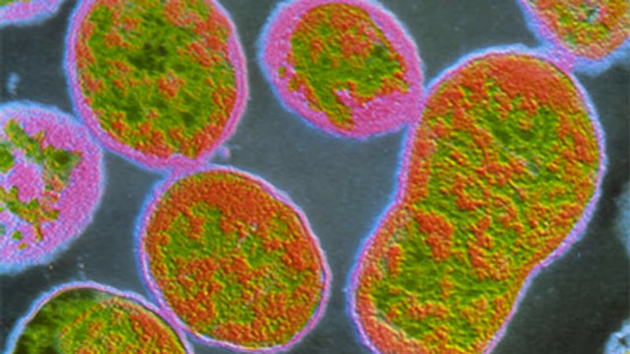 എന്താണ് ബ്രൂസല്ലോസിസ് രോഗം? പകരുന്നതെങ്ങനെ? പാൽ ഉപയോഗത്തിലടക്കം ശ്രദ്ധവേണം! ജാഗ്രതാ നിർദേശങ്ങൾ ഇങ്ങനെ... എന്താണ് ബ്രൂസല്ലോസിസ് രോഗം? പകരുന്നതെങ്ങനെ? പാൽ ഉപയോഗത്തിലടക്കം ശ്രദ്ധവേണം! ജാഗ്രതാ നിർദേശങ്ങൾ ഇങ്ങനെ...