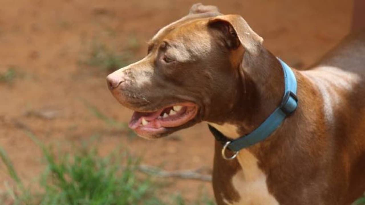 വീട്ട് മുറ്റത്ത് നില്‍ക്കുമ്പോൾ അയൽവാസിയുടെ പിറ്റ്ബുൾ ആക്രമിച്ചു; 76 കാരിയുടെ മുഖത്തിന്‍റെ പാതി കടിച്ച് കീറി