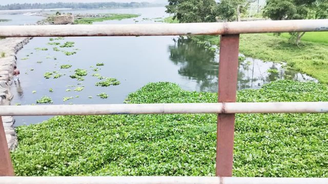 Mysuru : ಸಮರ್ಪಕವಾಗಿ ನಾಲೆಯಲ್ಲಿ ನೀರು ಹರಿಯದೆ ಬೆಳೆಗೆ ತೊಂದರೆ Mysuru : ಸಮರ್ಪಕವಾಗಿ ನಾಲೆಯಲ್ಲಿ ನೀರು ಹರಿಯದೆ ಬೆಳೆಗೆ ತೊಂದರೆ