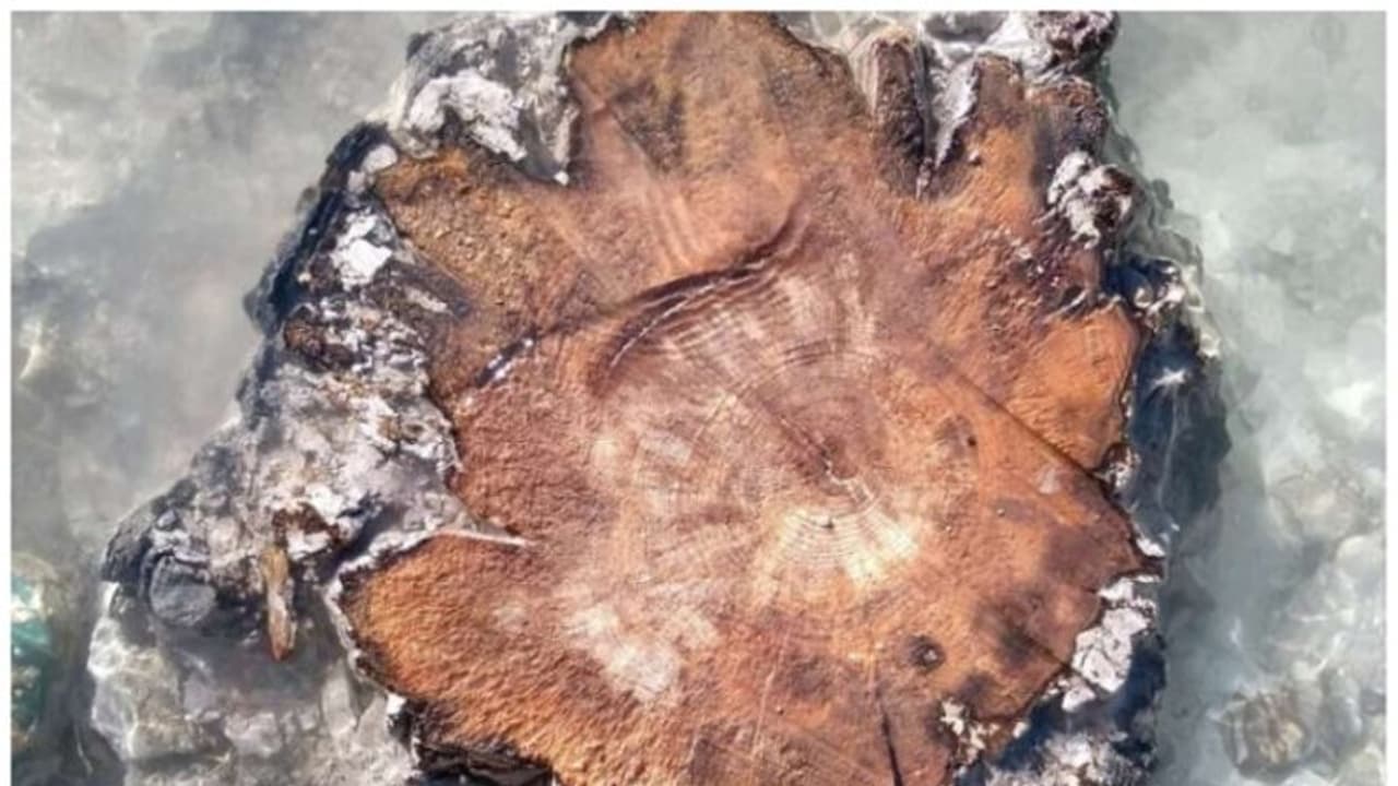 14,300 വർഷം പഴക്കമുള്ള വൃക്ഷ വളയങ്ങളില്‍ തെളിഞ്ഞത് ഭൂമി നേരിട്ട ഏറ്റവും വലിയ ഭീഷണി; ഞെട്ടലോടെ ശാസ്ത്രലോകം !