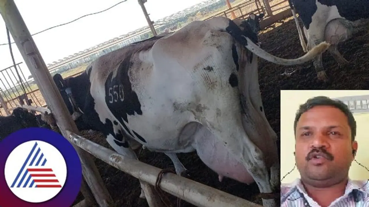 ಇಸ್ರೇಲ್ ಹಮಾಸ್ ಯುದ್ಧ: 100 ಹೈಬ್ರಿಡ್ ಹಸುಗಳ ಆಮದು ಸ್ಥಗಿತ ಇಸ್ರೇಲ್ ಹಮಾಸ್ ಯುದ್ಧ: 100 ಹೈಬ್ರಿಡ್ ಹಸುಗಳ ಆಮದು ಸ್ಥಗಿತ