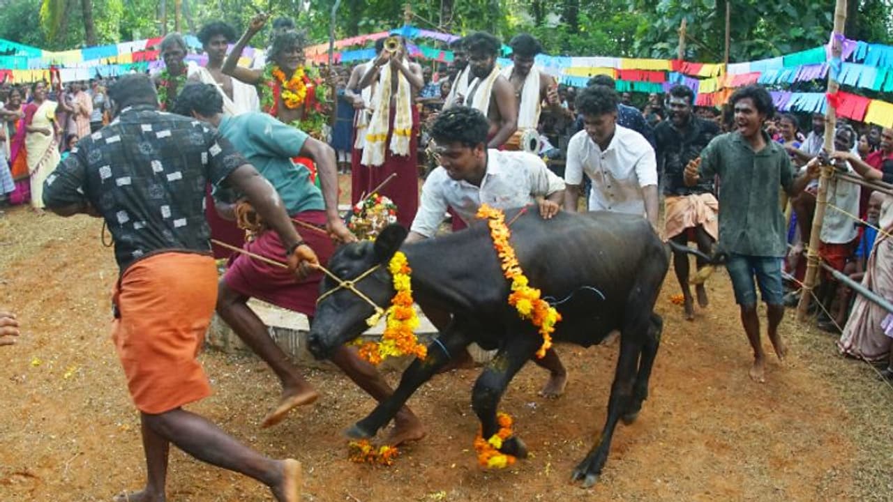 9 പോത്തുകള്, 41 ദിവസത്തെ വ്രതം, നാല് ദേശക്കാര്; ഉത്സവാന്തരീക്ഷത്തില് പോത്തോട്ട മത്സരം 9 പോത്തുകള്, 41 ദിവസത്തെ വ്രതം, നാല് ദേശക്കാര്; ഉത്സവാന്തരീക്ഷത്തില് പോത്തോട്ട മത്സരം