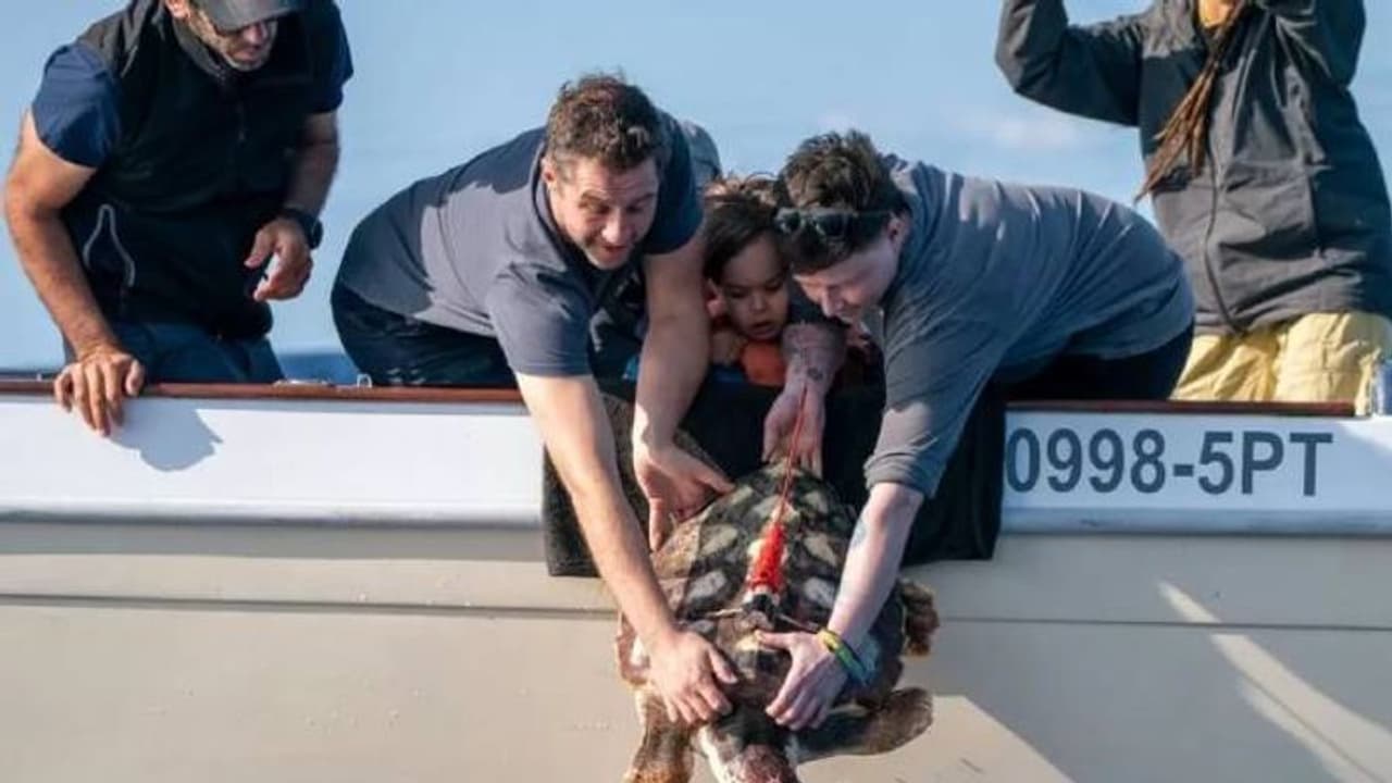 1700 മൈലുകൾക്കിപ്പുറം വന്നടിഞ്ഞ കടലാമയ്ക്ക് പുതുജീവിതം, 2 കിലോയിൽ നിന്നും 21 കിലോയായി, തിരികെ സ്വന്തം സ്ഥലത്ത്