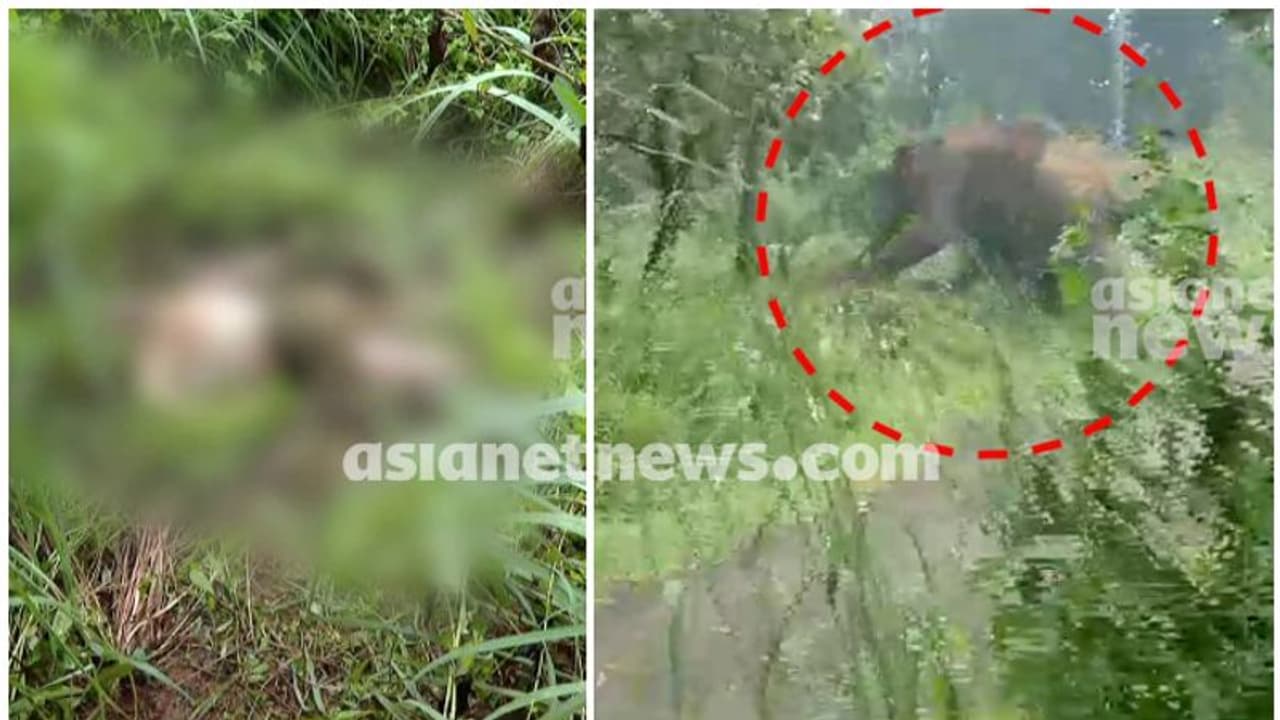 ആന ഓടിയ ഉളിക്കൽ ടൗണിൽ മൃതദേഹം, ആന്തരികാവയവങ്ങളടക്കം പുറത്ത്; ആന ചവിട്ടിയതെന്ന് സംശയം ആന ഓടിയ ഉളിക്കൽ ടൗണിൽ മൃതദേഹം, ആന്തരികാവയവങ്ങളടക്കം പുറത്ത്; ആന ചവിട്ടിയതെന്ന് സംശയം