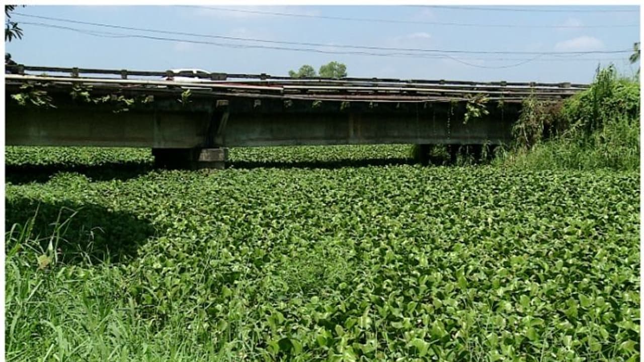നീരൊഴുക്ക് തടഞ്ഞ് കുളവാഴകൾ, വെള്ളം കയറി കൃഷി നശിക്കുന്നു; പരിഹരിക്കണം; പ്രതിഷേധം കടുപ്പിച്ച് കർഷകർ നീരൊഴുക്ക് തടഞ്ഞ് കുളവാഴകൾ, വെള്ളം കയറി കൃഷി നശിക്കുന്നു; പരിഹരിക്കണം; പ്രതിഷേധം കടുപ്പിച്ച് കർഷകർ