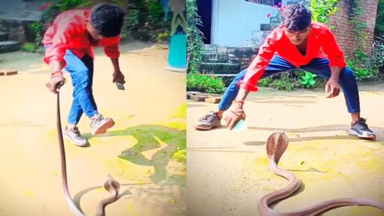 അമ്പമ്പോ! പത്തി വിടർത്തി നിൽക്കുന്ന മൂര്‍ഖന്‍റെ വാലിൽ പിടിച്ച് യുവാവിന്റെ ഡാൻസ്, വൈറലായി വീഡിയോ