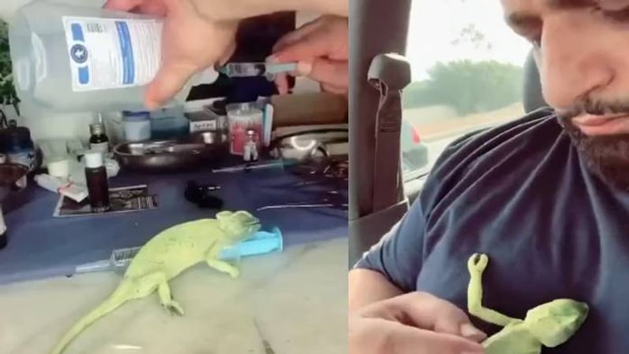 മനുഷ്യത്വം മരിച്ചിട്ടില്ല, കൃത്രിമശ്വാസവും മരുന്നും നൽകി, പാതിമരിച്ച ഓന്തിന് പുതുജീവനേകിയ യുവാവ്