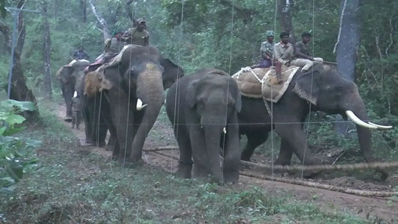 ಚಿಕ್ಕಮಗಳೂರು: ಮುತ್ತೋಡಿ ಆನೆ ಶಿಬಿರಕ್ಕೆ ಪರಿಸರವಾದಿಗಳ ತೀವ್ರ ವಿರೋಧ