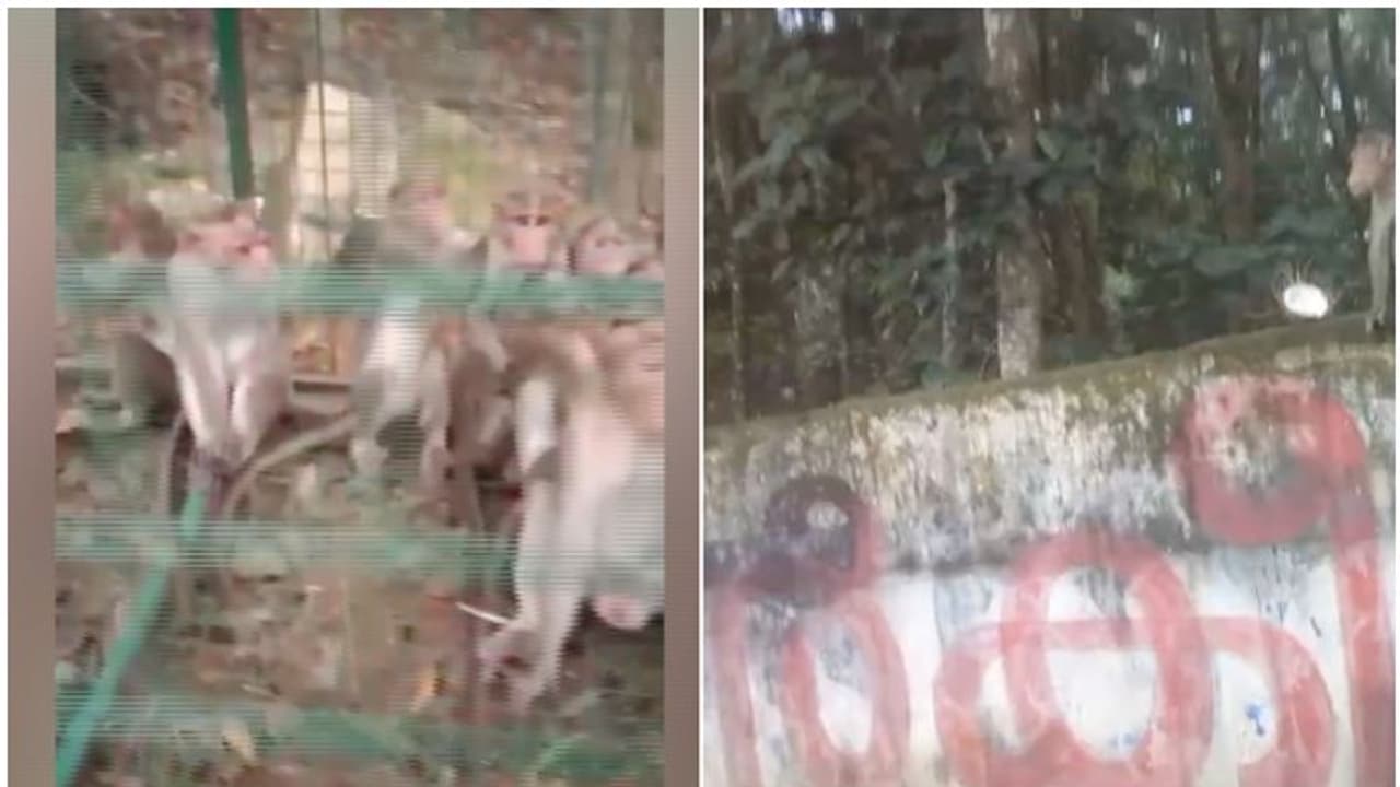 'കേൾക്കുന്നവര്ക്ക് ഇതൊക്കെ ഒരു തമാശ, കണ്ണ് തെറ്റിയാൽ...'; 'മലയിറങ്ങി അവര് വന്നതോടെ ദുരിതം', നാടിന്റെ വേദന 'കേൾക്കുന്നവര്ക്ക് ഇതൊക്കെ ഒരു തമാശ, കണ്ണ് തെറ്റിയാൽ...'; 'മലയിറങ്ങി അവര് വന്നതോടെ ദുരിതം', നാടിന്റെ വേദന