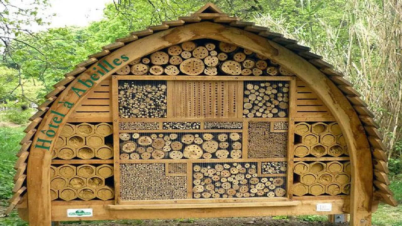 ಸೈಬರ್‌ ಕೆಫೆ, ಕಾಫಿ ಕೆಫೆ ಗೊತ್ತು: ಆದರೆ ಕೀಟಗಳಿಗೂ ಕೆಫೆನಾ, ಏನಿದು 'ಇನ್‌ಸೆಕ್ಟ್‌ ಕೆಫೆ'