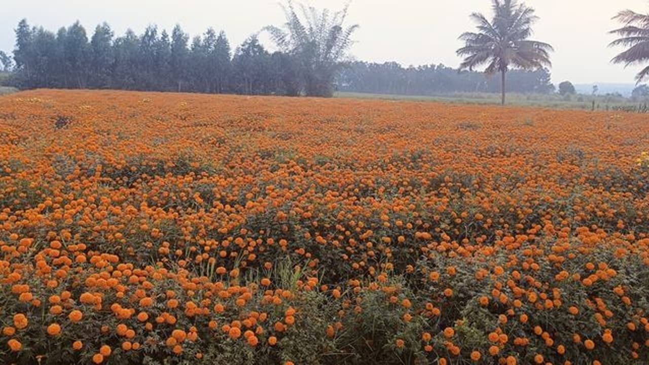 ಅತಂತ್ರ ಸ್ಥಿತಿಯಲ್ಲಿರುವ ಚೆಂಡು ಹೂ ಬೆಳೆಗಾರ ಅತಂತ್ರ ಸ್ಥಿತಿಯಲ್ಲಿರುವ ಚೆಂಡು ಹೂ ಬೆಳೆಗಾರ
