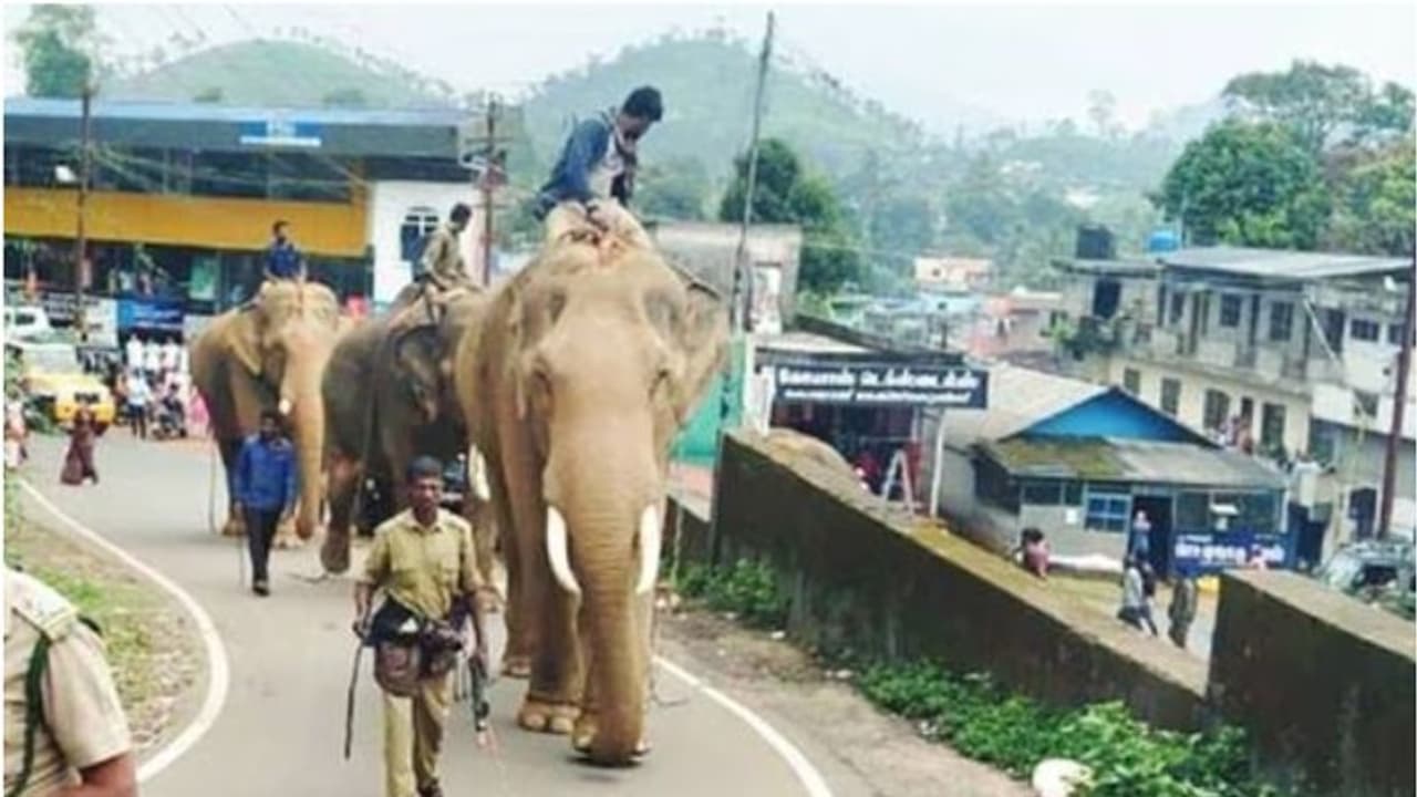 നാട്ടിലിറങ്ങിയ കൊമ്പന്മാരെ തുരത്താൻ കുങ്കിയെ കൊണ്ടുവന്നു; രാത്രിയിൽ കാട്ടാനകൾക്കൊപ്പം 'ഒളിച്ചോടി' വീഡിയോ