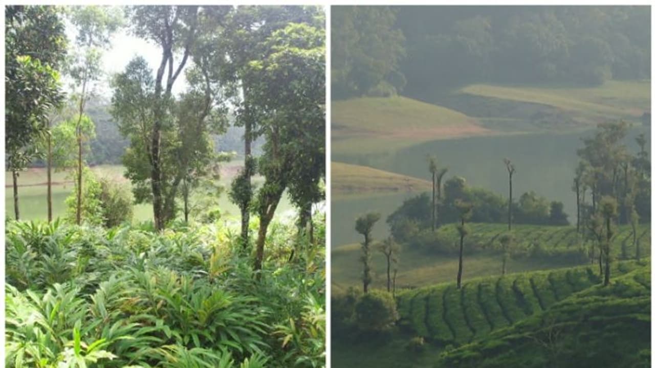 ദൗത്യം മല കയറുമ്പോൾ കാത്തിരിക്കുന്നതെന്തൊക്കെ? കയ്യേറ്റമൊഴിപ്പിക്കൽ എളുപ്പമാകുമോ?; ഏഷ്യാനെറ്റ് ന്യൂസ് അന്വേഷണം ദൗത്യം മല കയറുമ്പോൾ കാത്തിരിക്കുന്നതെന്തൊക്കെ? കയ്യേറ്റമൊഴിപ്പിക്കൽ എളുപ്പമാകുമോ?; ഏഷ്യാനെറ്റ് ന്യൂസ് അന്വേഷണം