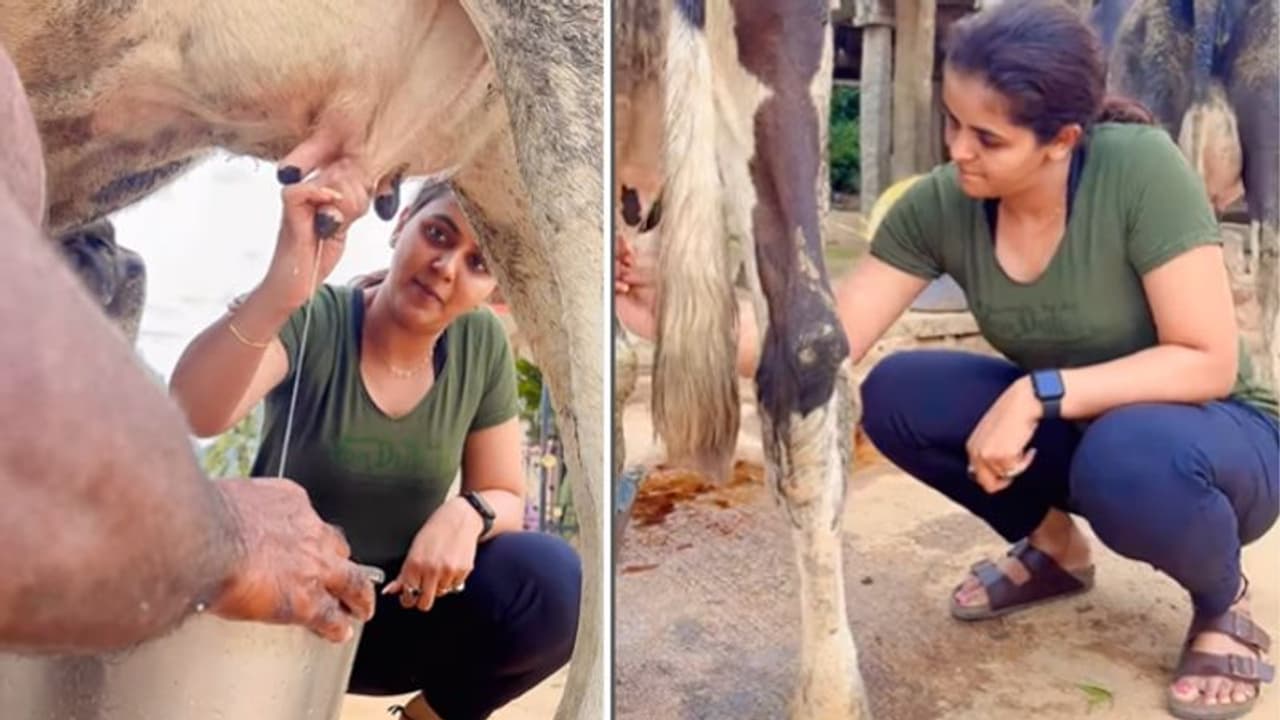 சீரியல் நடிகையின் சைடு பிசினஸ்.. பால்காரி ஆக மாறிய சைத்ரா ரெட்டி தன் கையால் பால் கறந்து விற்கும் வீடியோ வைரல் சீரியல் நடிகையின் சைடு பிசினஸ்.. பால்காரி ஆக மாறிய சைத்ரா ரெட்டி தன் கையால் பால் கறந்து விற்கும் வீடியோ வைரல்