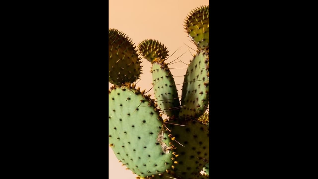 ಮನೆಯಲ್ಲಿ ಈ ಗಿಡಗಳನ್ನು ನೆಟ್ಟರೆ ನಿಮ್ಮ ಸಮಸ್ಯೆಗಳು ಹೆಚ್ಚಾಗಬಹುದು ಎಚ್ಚರ... ಮನೆಯಲ್ಲಿ ಈ ಗಿಡಗಳನ್ನು ನೆಟ್ಟರೆ ನಿಮ್ಮ ಸಮಸ್ಯೆಗಳು ಹೆಚ್ಚಾಗಬಹುದು ಎಚ್ಚರ...