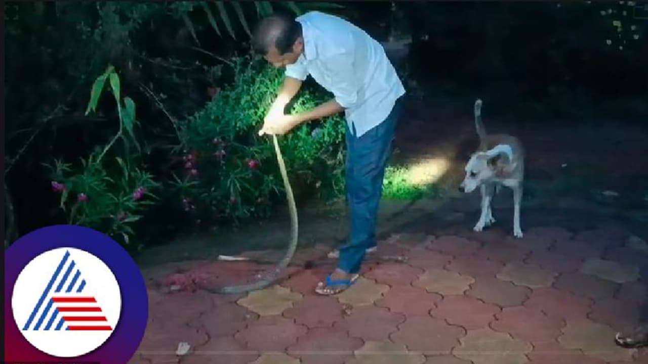 ರಕ್ಷಿಸುವ ವೇಳೆ ಕೈಗೆ ಕಚ್ಚಿದ ನಾಗರಹಾವು; ಉರಗ ತಜ್ಞನ ಸ್ಥಿತಿ ಗಂಭೀರ ರಕ್ಷಿಸುವ ವೇಳೆ ಕೈಗೆ ಕಚ್ಚಿದ ನಾಗರಹಾವು; ಉರಗ ತಜ್ಞನ ಸ್ಥಿತಿ ಗಂಭೀರ