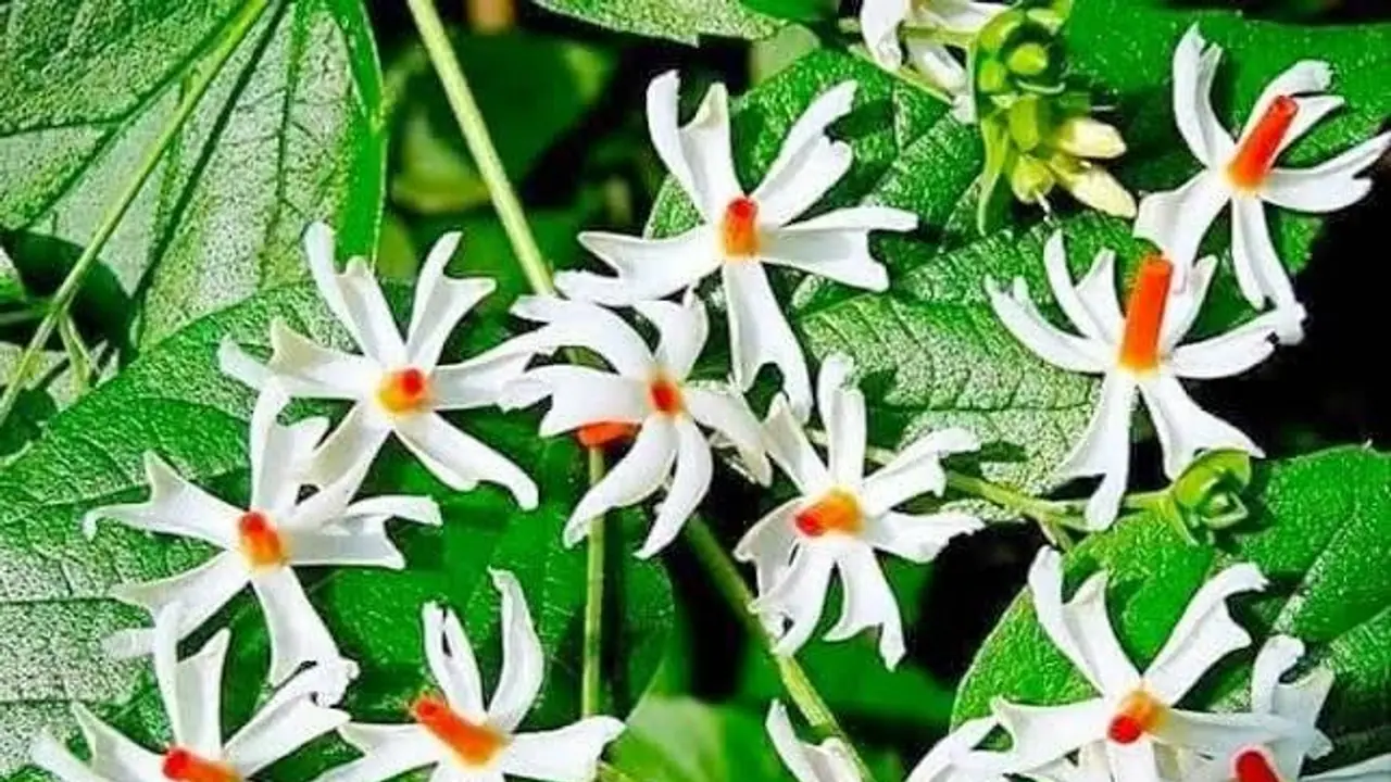 shiuli durga puja weather 